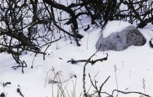 Hidden Bird In Snow Picture Riddle