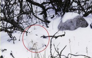 Hidden Bird In Snow Picture Riddle And Answer