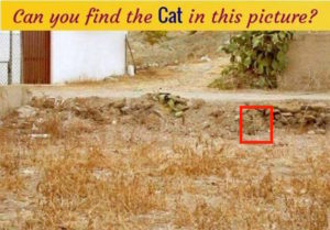 find-cat-in-this-picture-answer