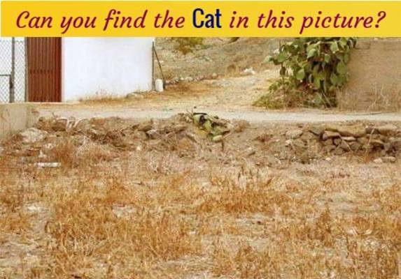  find-cat-in-this-picture