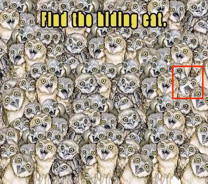  find-hidden-cat-between-owls-answer