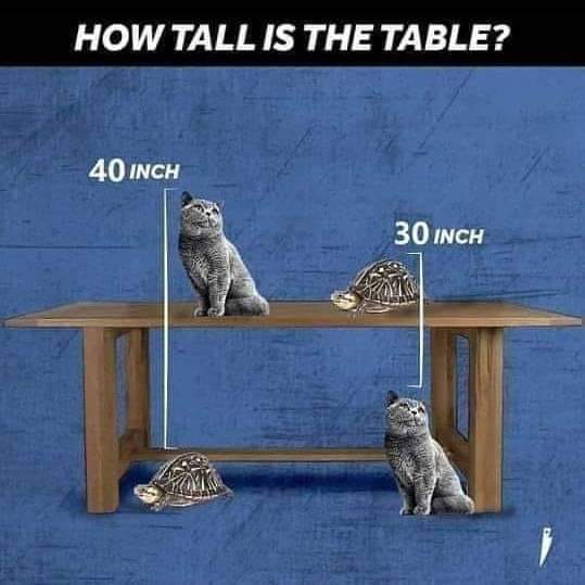 Tortoise Cat Table How Tall is The Table? Puzzles, Riddles and